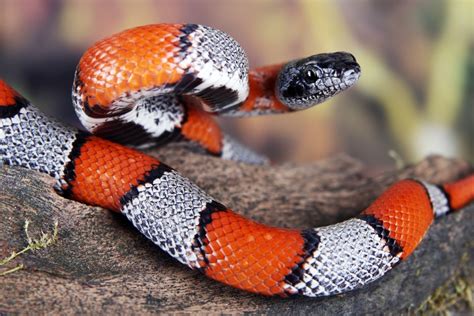 Sonhar Com Cobra Coral O Que Significa - O que significa sonhar com cobra coral? - Dreams - Sonhar com ...