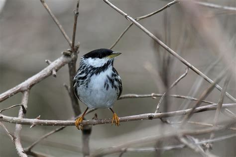 Blackpoll warbler - song / call / voice / sound.