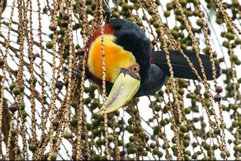 Legado Das Guas Abriga De Toda Fauna Amea Ada De Extin O Na Mata