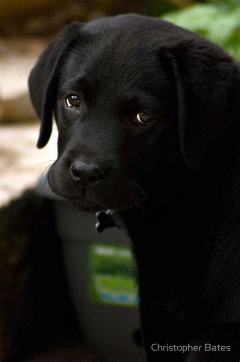 Determine more info on "black labradors". Take a look at our web site ...