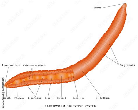 Earthworm Digestive System. Earthworm anatomy illustration. Internal ...