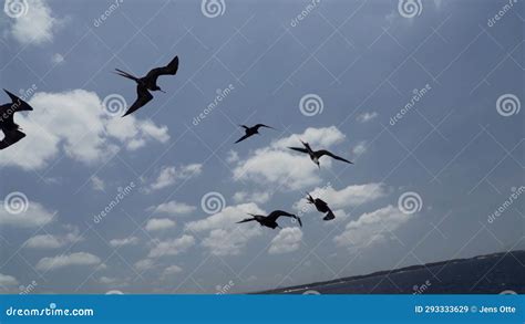 Magnificent Frigatebird Fregata Magnificens A Big Black Sea Bird With