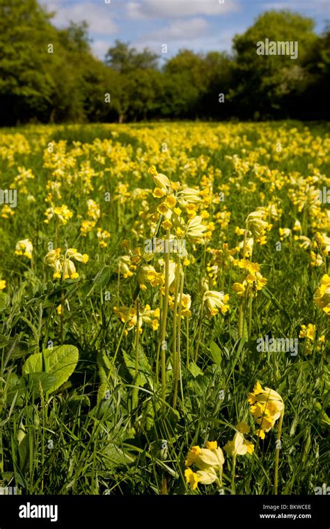 Cowslips In Meadow Oxfordshire Stock Photo Alamy