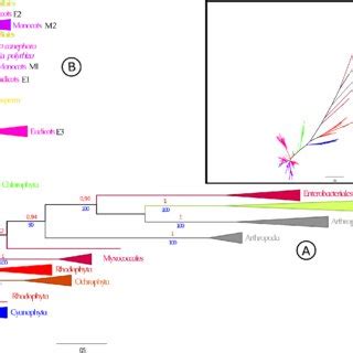 Phylogenetic Tree For Psy Genes In Representative Viridiplantae