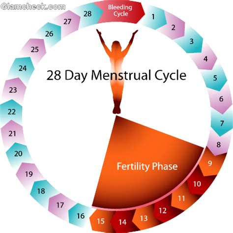 Normal Period Cycle