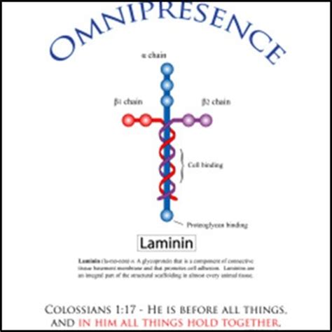 欧路词典 英汉 汉英词典laminin是什么意思 Laminin的中文解释和发音 Laminin的翻译 Laminin怎么读