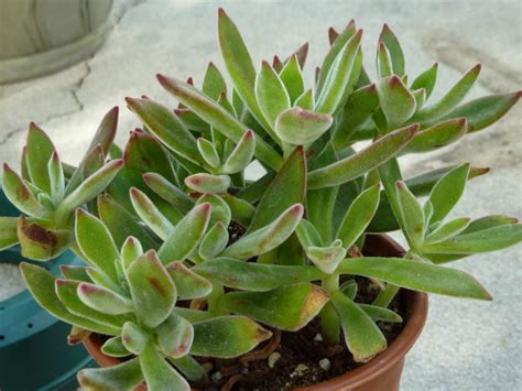 Echeveria Harmsii Plush Plant World Of Succulents