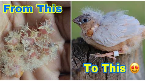 Baby Zebra Finch Development
