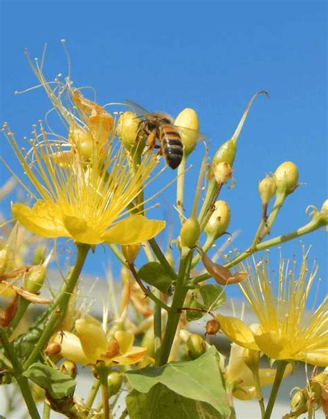 The Honey Bee Life Cycle: Egg, Larva, Pupa, Adult Bee, Lifespan, Video