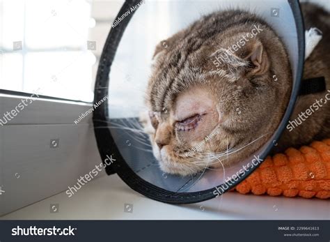 164 Entropion Eyes Images Stock Photos And Vectors Shutterstock