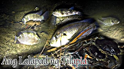 Night Spearfishing Eps 2 Ang Daming Tilapia Sa Ilog Muna Tayo