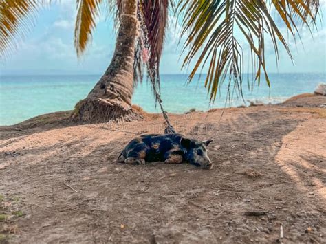 Cerdo En Las Islas San Blas En La Playa Tropical De Panama Imagen De