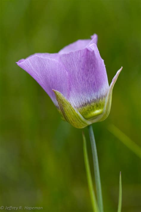 Gunnison S Mariposa Lily Calochortus Gunnisonii Flickr