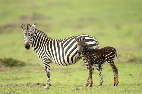 This Baby Zebra Was Born With Spots Instead Of Stripes Bored Panda