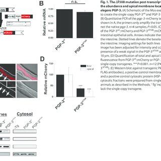 The F508 mutation post-transcriptionally destabilizes the abundance ...
