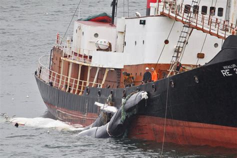 Icelandic Government Grants New License To Whaling Company To Hunt 128