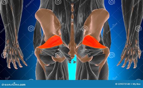 Piriformis Muscle Anatomy for Medical Concept 3D Stock Illustration ...