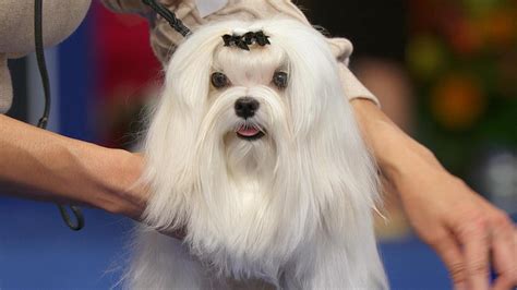 Maltese, 2023 National Dog Show, Toy Group - NBC Sports