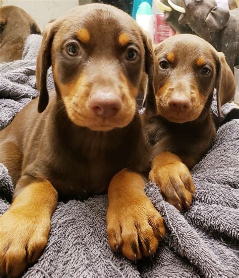 Doberman Pinscher Puppies For Sale | Myakka City, FL #304559