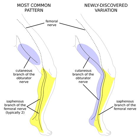 Nerve Cutaneous Femoral Posterior Posterior Femoral Cutaneous Nerve