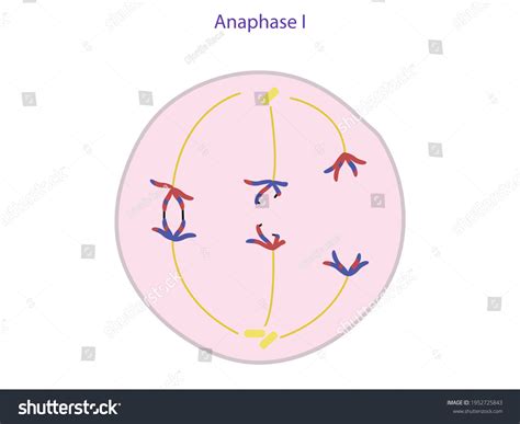 18 Anaphase I Chiasma Images Stock Photos And Vectors Shutterstock