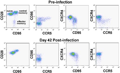 CD4 T Cell Depletion Pattern In SIVagm Infected Macaques PBMCs Were