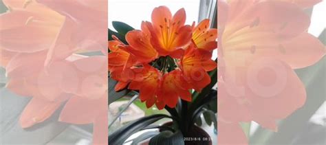 Кливия купить в Санкт-Петербурге | Товары для дома и дачи | Авито