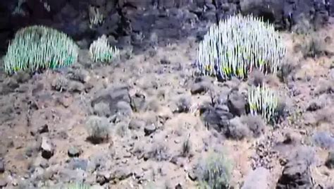 Free Greatest Ever Porn Videos XHamster