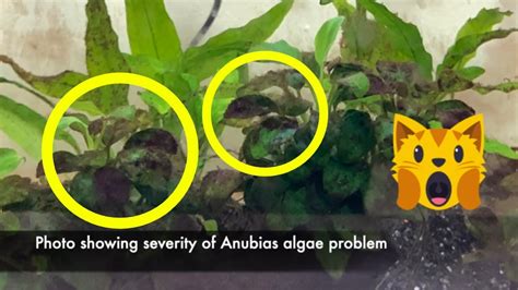 Anubias Algae On Leaves Problem Solved YouTube