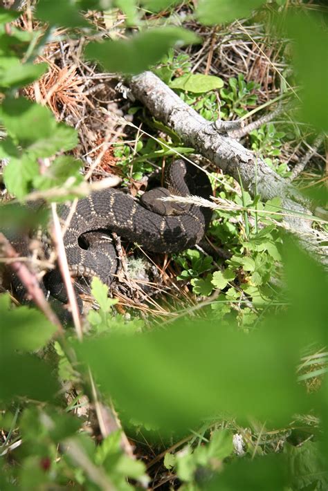 SkeptiVet: Arizona Black Rattlesnake