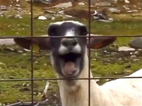 Taylor Swift and a Goat, More Mash Ups Become Viral Hit