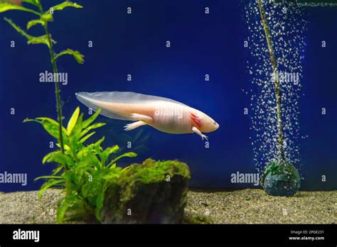 Axolotl Ambystoma Mexicanum Under Water In The Aquarium Tank Mexican