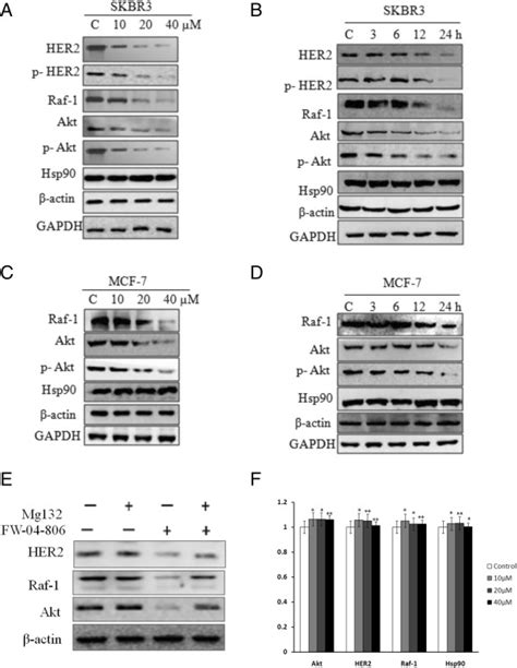 FW 04 806 Induces Proteasome Dependent Degradation And Decreases Hsp90