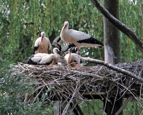 Storks Storchenpflegestation Wesermarsch Dennis Matthies Flickr