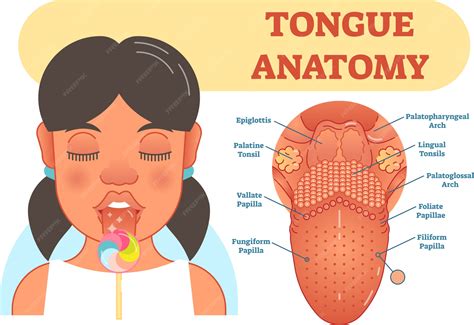 premium vector tongue anatomy vector illustration