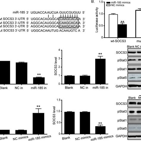 Mir Directly Targets Socs By Binding To Its Utr A The