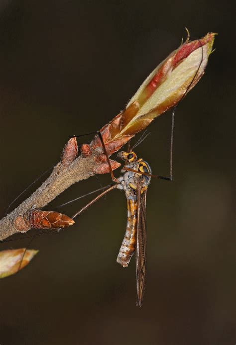 Tiger Crane Fly Nephrotoma Species Occoquan Regional Pa Flickr