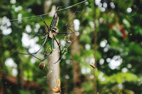 Premium Photo | This spooky wood spider so good food indonesia vietnam