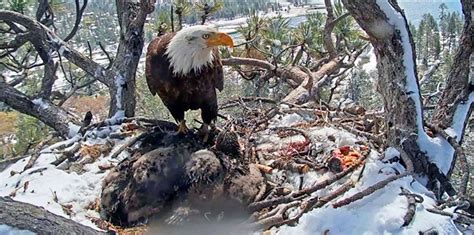 Eagle chick seen on internet cam dies after California storm