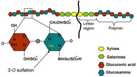 Molecules Free Full Text Diversity Of Heparan Sulfate And Hsv Entry