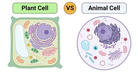 Plant Cell vs. Animal Cell (25 Major Differences)