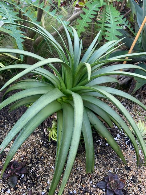 Pennsylvania Street Gardens Plant Profile Dyckia Naked Lady