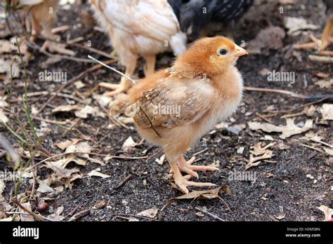 A Rhode Island Red Baby Chicken Stands With Sibling Alone Just A Few