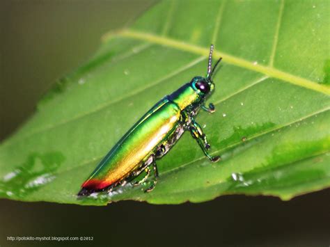 Metallic Green Wood-boring Beetle (Chrysochroa fulminans), Sumatra ...