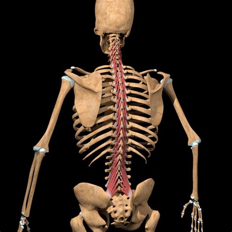 Multifidus Crush Back Pain