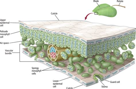 Biology Exam 2: Chapter 22 Flashcards | Quizlet