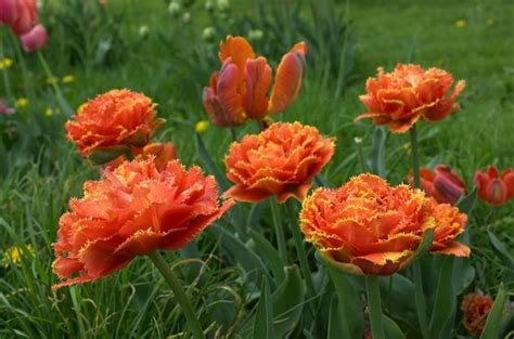 Тюльпан бахромчатый: описание и характеристика вида