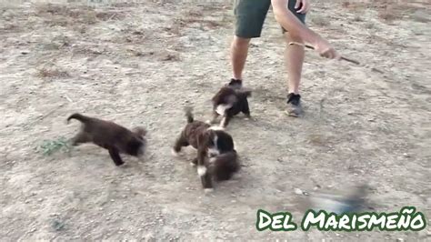 Actitud Y Aptitud De Cachorros De Perro De Agua Espa Ol Ecotipo