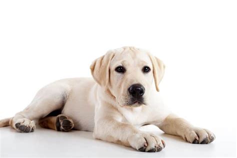 400 Best Labrador Retriever Names that are Unique and Cool - K9 Web