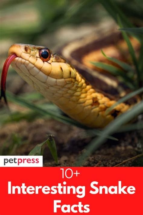 Uncovering the Mystery: 10+ Interesting Snake Facts